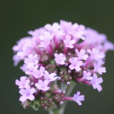 Schönblümchen....... Schönblümchen.......