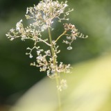 Eine der letzten Baldrianblüten..... Eine der letzten Baldrianblüten.....