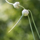 Die Blüten vom Knoblauch...... Die Blüten vom Knoblauch......